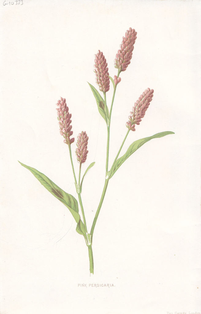 FLOWERS. Pink Persicaria c1895 old antique vintage print picture